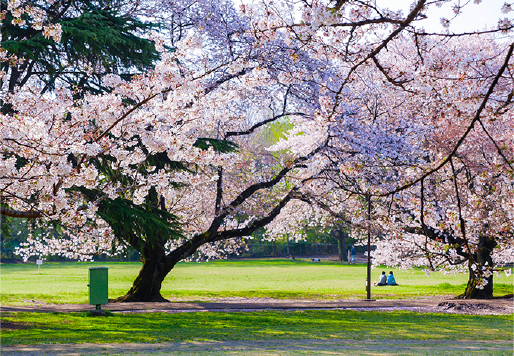 砧公園