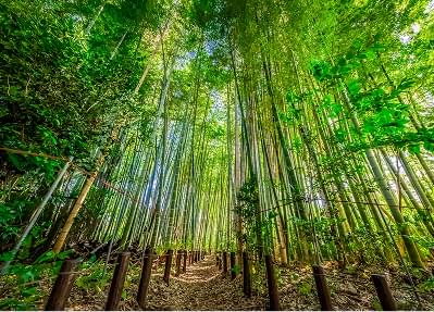 上石神井憩いの森