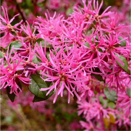 ベニバナトキワマンサク