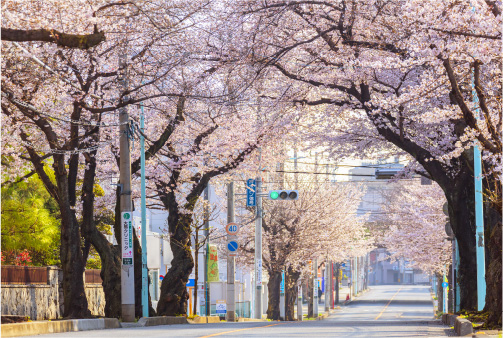 宮原駅前通りの桜並木